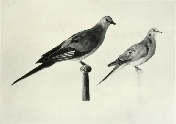 Pigeon